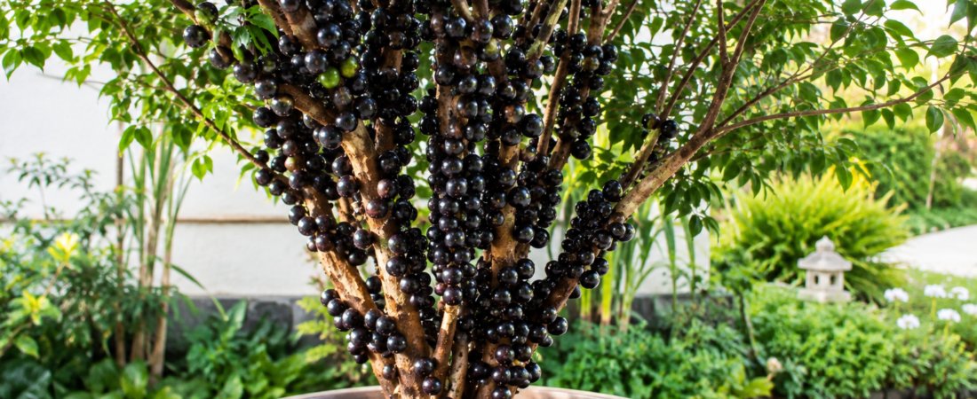 Como Plantar e Cuidar de Jabuticabeira no Vaso